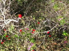 Drosanthemum lavisii
