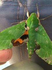 Euchloron megaera