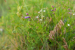 Dracocephalum peregrinum