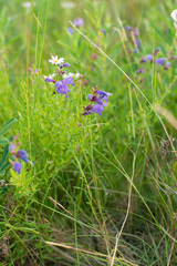 Dracocephalum peregrinum