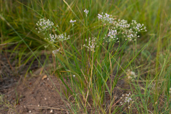 Allium anisopodium