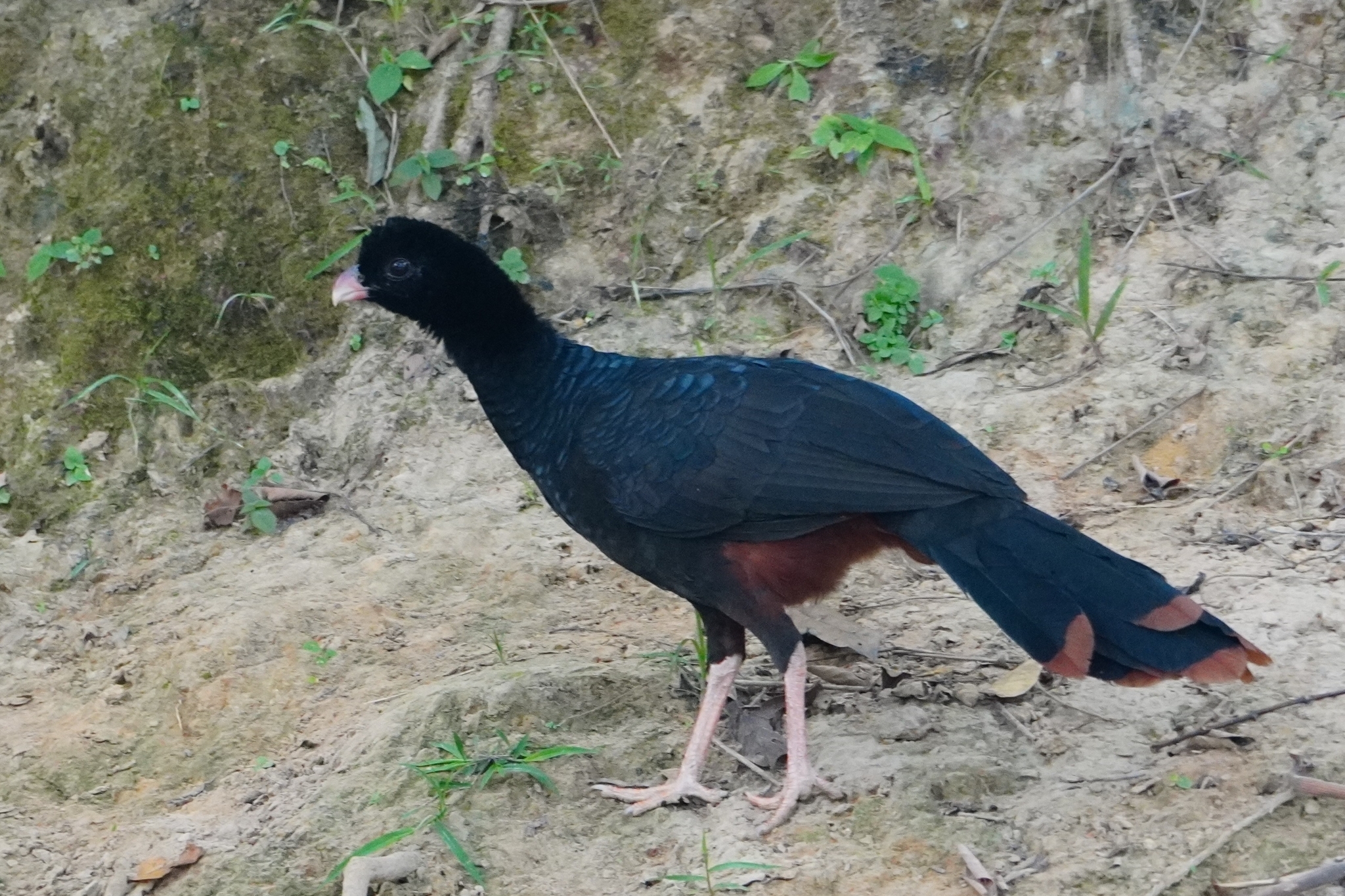 Crestless Curassow (Mitu tomentosum), photo 3