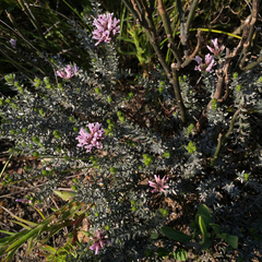Amphithalea ericifolia