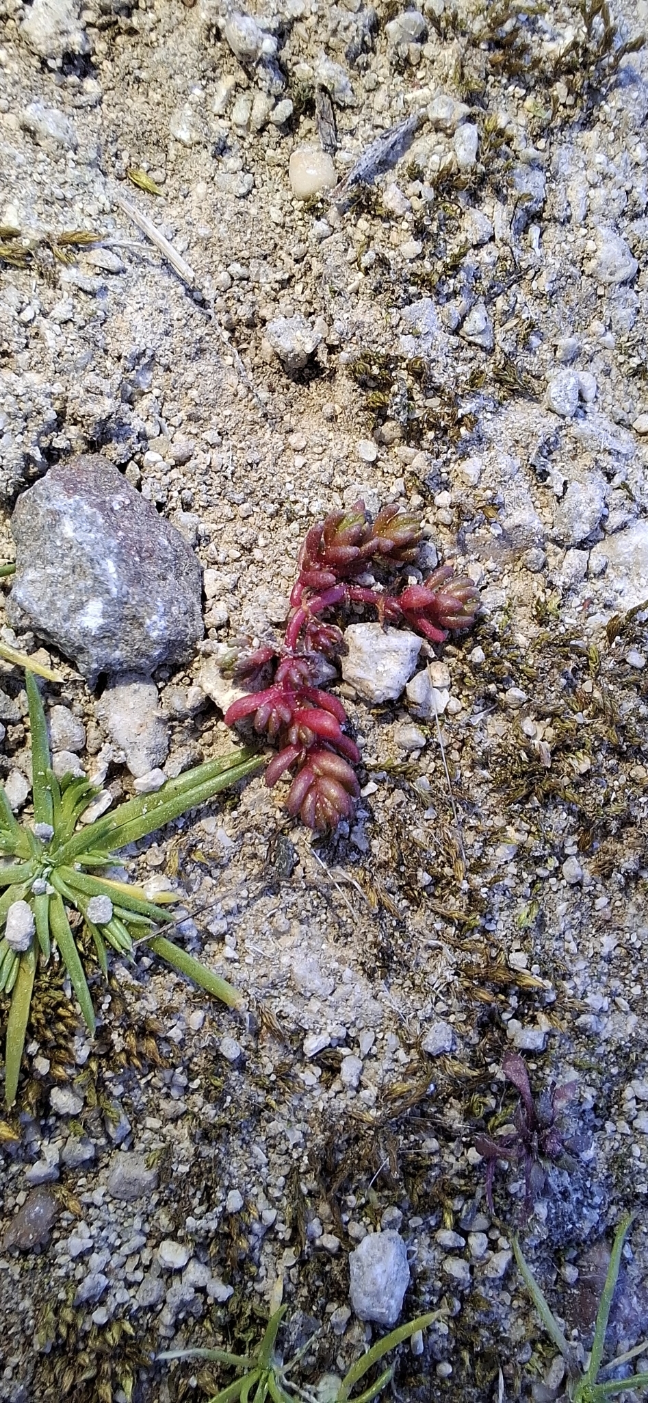 Imagem de Musgo-de-sapo