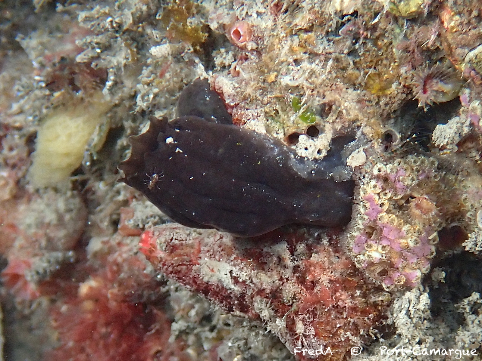 Phallusia fumigata (Grube, 1864)