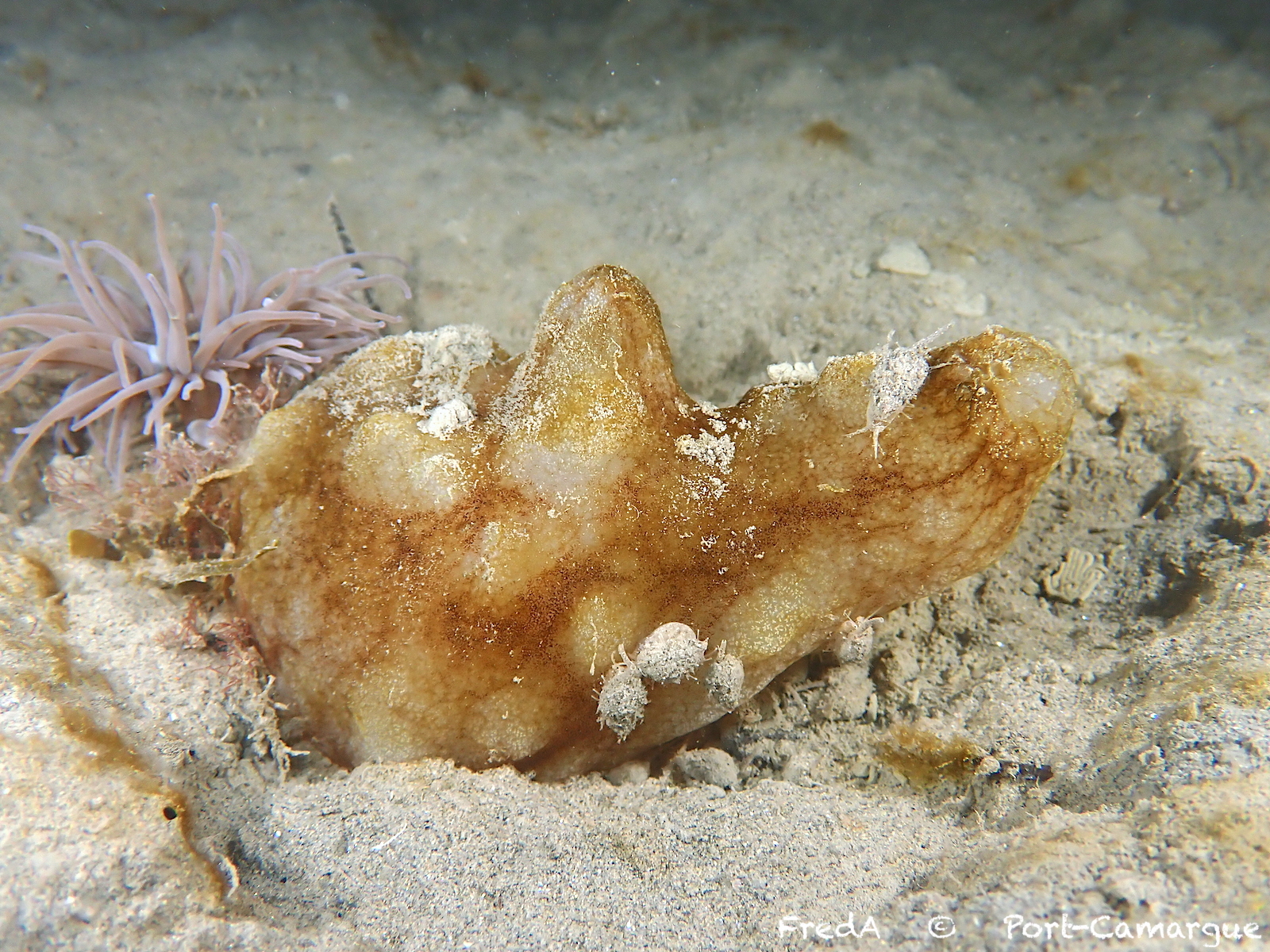 Phallusia mammillata (Cuvier, 1815)