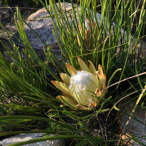 Protea scorzonerifolia (Knight) Rycroft