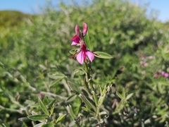 Indigofera sp-aff-platypoda