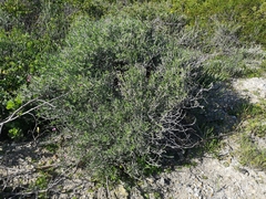 Indigofera sp-aff-platypoda
