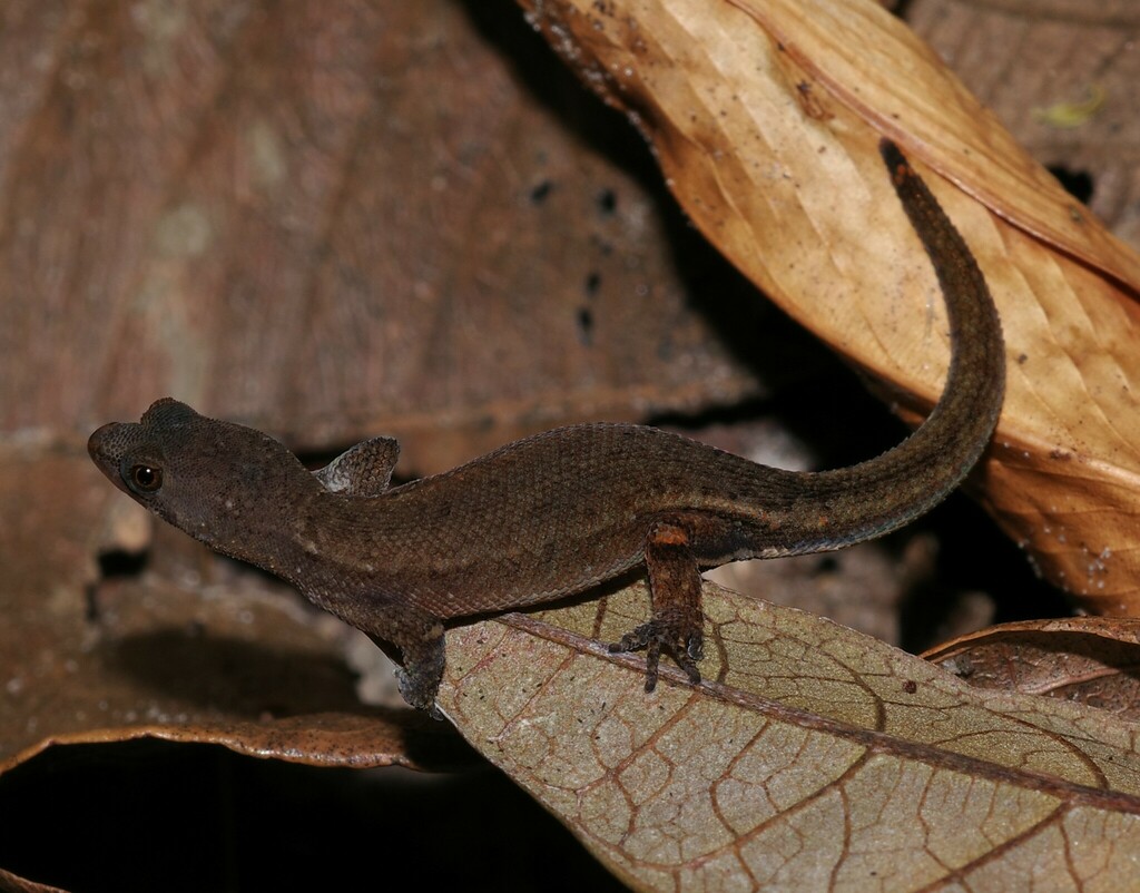 Brazilian Pygmy Gecko