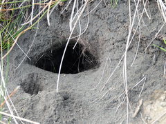 Oryctolagus cuniculus cuniculus