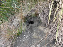 Oryctolagus cuniculus cuniculus