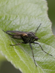 Empis tessellata