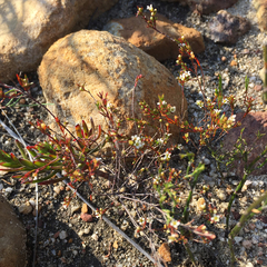 Coleonema juniperinum