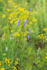 Adenophora stenanthina