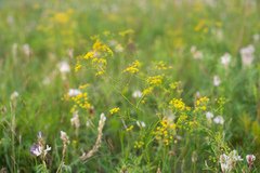 Bupleurum bicaule