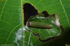 Coladenia indrani