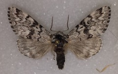 Panthea acronyctoides