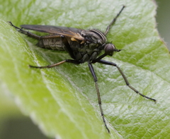 Empis tessellata