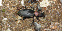 Carabus jankowskii