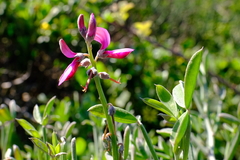 Indigofera sp-aff-platypoda