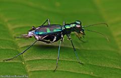 Cylindera versicolor
