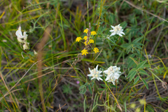 Leontopodium