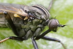 Empis tessellata