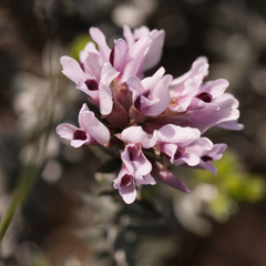 Amphithalea ericifolia