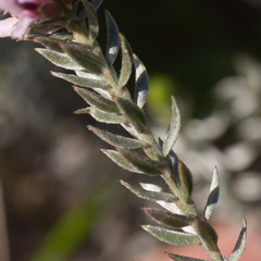 Amphithalea ericifolia