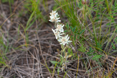 Leontopodium