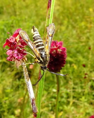 Bembecia ichneumoniformis