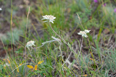 Leontopodium