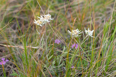 Leontopodium