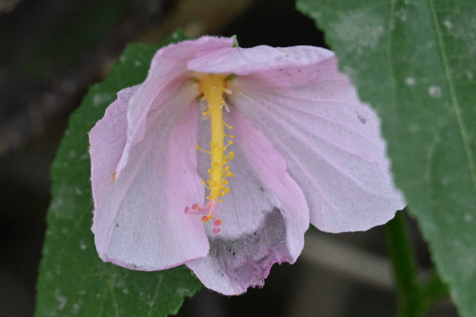 Imagem de Malva-do-pântano