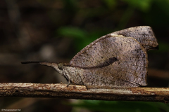 Libythea laius