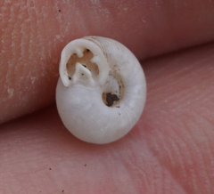 Daedalochila mooreana