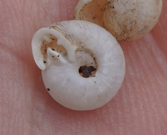 Daedalochila mooreana