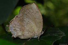 Surendra quercetorum