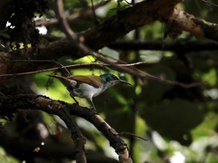 Cyanomitra verticalis