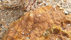 Nemacladus rubescens