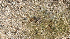 Nemacladus rubescens