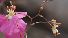 Nemacladus rubescens