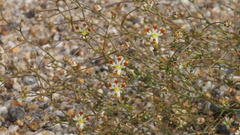 Nemacladus rubescens