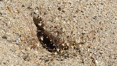 Nemacladus rubescens