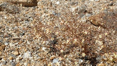 Nemacladus rubescens