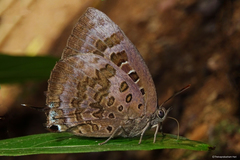 Arhopala amantes