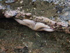 Acanthochitona zelandica