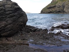 Acanthochitona zelandica