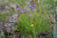 Dracocephalum peregrinum